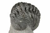 Curled Morocops Trilobite Fossil - Excellent Detail #204249-3